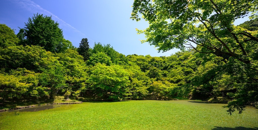 Herramientas de jardín de batería o de gasolina, ¿cuál es la mejor opción?